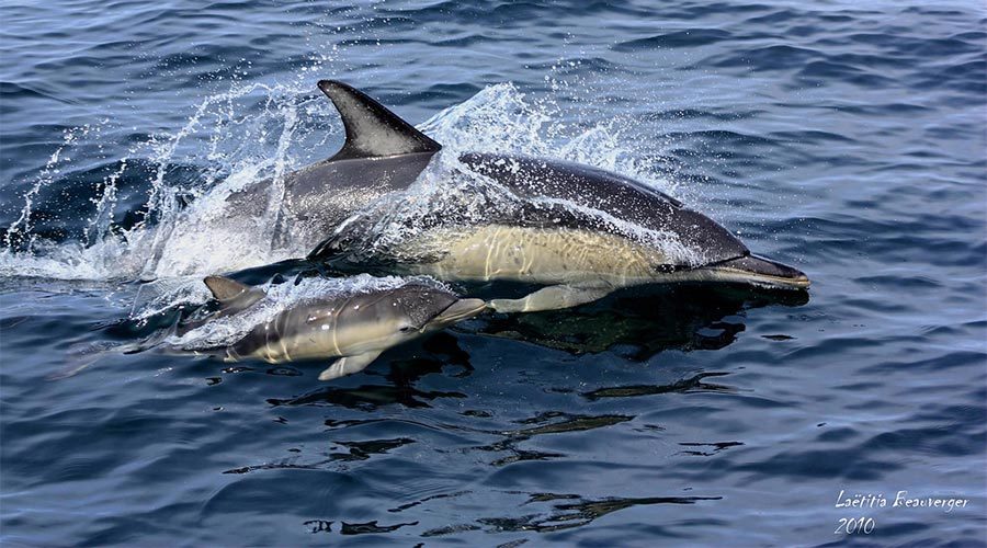 Laetitia Beauverger - Dauphins