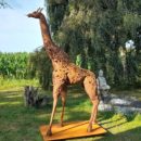 Sandra-PAIANO-Hekima-girafe