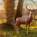 Sandra-PAIANO-Sylvain-PEROUZE-Hart-cerf