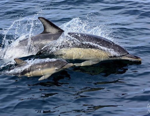 Laetitia Beauverger - Dauphins