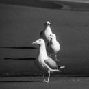 DELGENDRE-Anne-photo-02-2