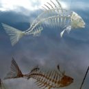 Mathieu-RAPP_Squelette